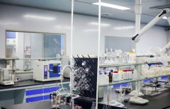 公司能为新兴与成长型品